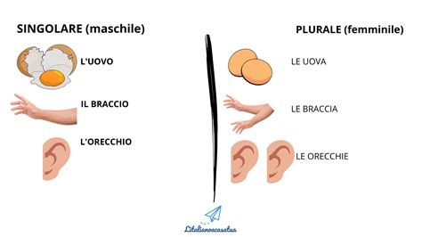 fradicio plurale